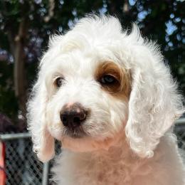 Cream Puff is white collar female from Stroodles Bake Sale litter - Parti female Goldendoodle puppy in Hamilton, Montana from Stroodles Doodles