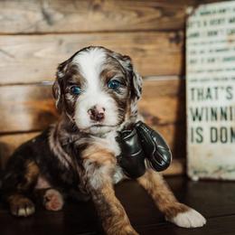 DRAGO - Merle male Bernedoodle puppy in Lehi, Utah from Thompson Family Puppies