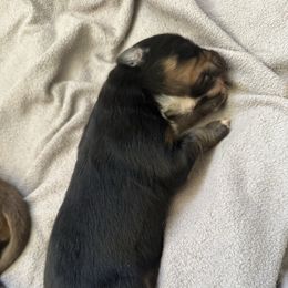 Girl 7 - Black female Australian Shepherd puppy in East Hartford, Connecticut from CT Aussies