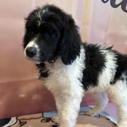 Zeus - Parti male Poodle puppy in Mobile, Alabama from Semmy’s Standard Poodle LLC