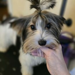 Imperia - Black tan and white female Biewer Terrier puppy in Chesapeake, Virginia from Bellissima Biewers & Yorkies