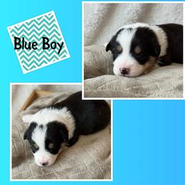 Blue Collar - Black and tan male Pembroke Welsh Corgi puppy in Glenwood, Minnesota from Minnewaska Corgi Co