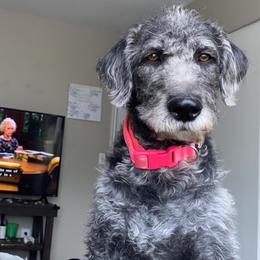 Bernedoodle and Labradoodle All Grown Up from Island View Poodles & Doodles