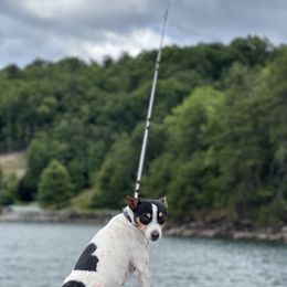 Nova - Rat Terrier
