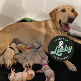 Black collar Male - Bailey - Yellow male Labrador Retriever puppy in Las Vegas, Nevada from Lucky Labrador Retrievers