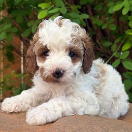 Theodore - Green Collar - Blenheim male Cavapoo puppy in Kingwood, Texas from Kingwood Goldendoodles