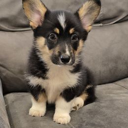 Tubby - Black and tan male Pembroke Welsh Corgi puppy in Anita, Iowa from Winterton Farm & Homestead