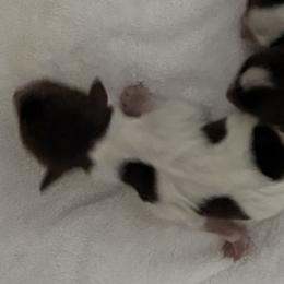 Maleficent AKC - Chocolate, tan and white female Yorkshire Terrier puppy in Labelle, Florida from Chocolate and Parti Yorkies in Florida