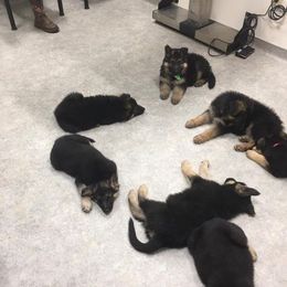 German Shepherd and Mastiff Puppies from Sherry Weber