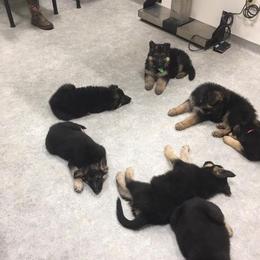 German Shepherd and Mastiff Puppies from Sherry Weber