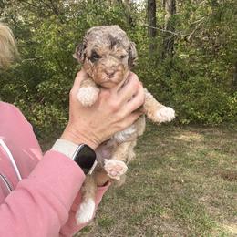 Latte mini bernedoodle-Guardian opportunity - Chocolate merle female Bernedoodle puppy in Pittsburg, Illinois from Doodles on Rock Creek