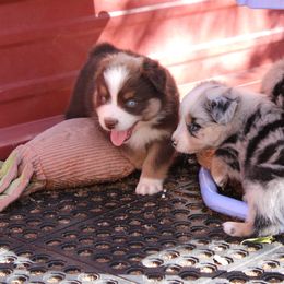 Pickles - Red tri-color female Australian Shepherd puppy in Sonoita, Arizona from Gardner Canyon Kennels
