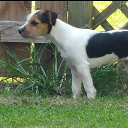 Nova - Jack Russell Terrier