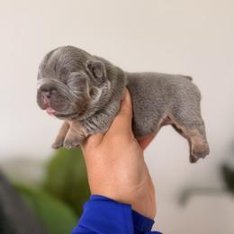 French Bulldog Puppies from Infinity French Bulldogs