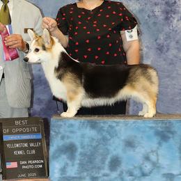 Blaze - Pembroke Welsh Corgi