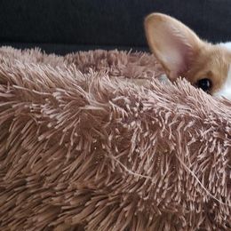 Pembroke Welsh Corgi Puppies from South Texas Blue Collar Corgis