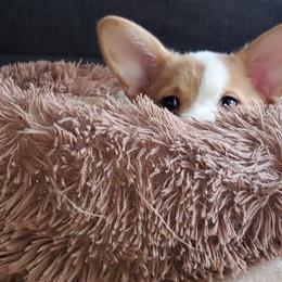 Pembroke Welsh Corgi Puppies from South Texas Blue Collar Corgis