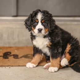 Bernese Mountain Dog Puppies from Breaking Trail Berners