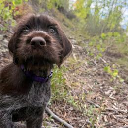 Vozzie - Brown and gray male Wirehaired Pointing Griffon puppy in Fort Collins, Colorado from Gypsy Creek Griffons