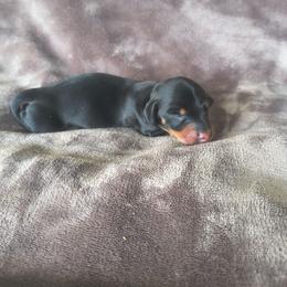 Leo - Black and tan male Dachshund puppy in Opelika, Alabama from Dachshund Darlins