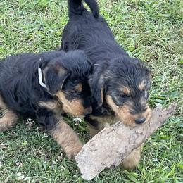 Airedale Terrier Puppies from Seaquest Airedales