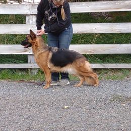 Reba - German Shepherd