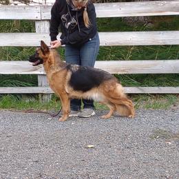 Reba - German Shepherd