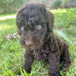 Cocoa Puffs - Brown and white female Aussiedoodle puppy in Edmond, Oklahoma from Oodles of Doodles and Poodles