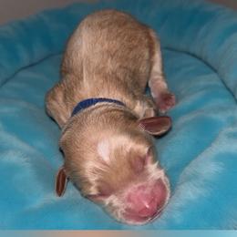Bentley - Apricot male Goldendoodle puppy in Cumberland, Rhode Island from minigoldendoodlesofRI
