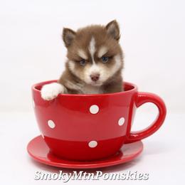 Aramis SALE 3000 - Chocolate male Pomsky puppy in Christiana, Tennessee from Smoky Mountain Pomskies