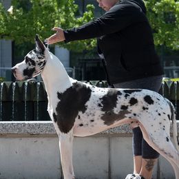 Great Danes from Rock Salt Great Danes