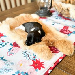 Jessie - Black and tan female Dachshund puppy in Salters, South Carolina from Long-Pine Dachshund