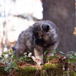 Pomsky Puppies from New World Pomskies