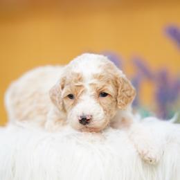 Maple - Red female Bernedoodle puppy in Spokane, Washington from Lilac City Doodles