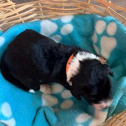 Orange - Black and white female Sheepadoodle puppy in Prairie Du Chien, Wisconsin from Hicklin Hollow Ranch