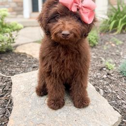Bombshell - Chocolate female Goldendoodle puppy in Middletown, Ohio from Lady Doodle Farm