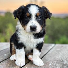Drift - Black tri-color male Australian Shepherd puppy in Statesville, North Carolina from Charming Australian Shepherds