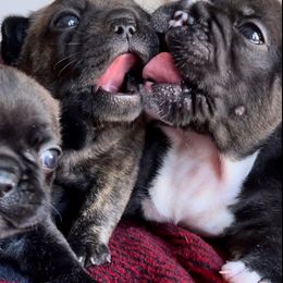 French Bulldog Puppies from Divine French Bulldogs