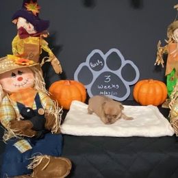 Chihuahua Puppies from Mystic Angels Chihuahuas