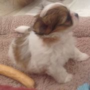 Mi-Ki Puppies from Orlando Mi-Kis