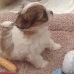 Mi-Ki Puppies from Orlando Mi-Kis