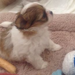 Mi-Ki Puppies from Orlando Mi-Kis