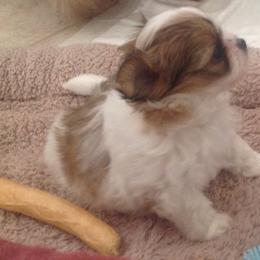 Mi-Ki Puppies from Orlando Mi-Kis
