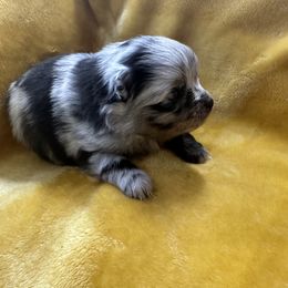 Queen - Blue merle Pomeranian puppy in Golden, Colorado from Puppy Zen Den