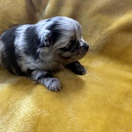 Queen - Blue merle Pomeranian puppy in Golden, Colorado from Puppy Zen Den
