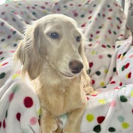 Sugar - Dachshund