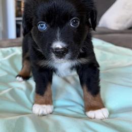 Henry - Black tri male Miniature American Shepherd puppy in Milton Freewater, Oregon from Sparkling Cross Toy & Mini Aussies