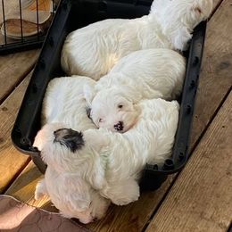 Sealyham Terrier Puppies from Alibi Sealyham Terriers
