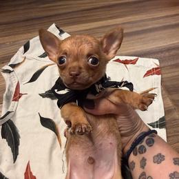 Auggie - Fawn brindled black male Chihuahua puppy in Sherwood, Arkansas from Bartelt Breeders