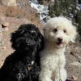 Goldendoodle puppies from Blossom Dog Training